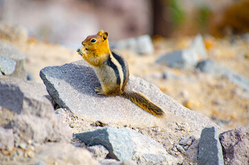 Sticker - USA, Oregon, Crater Lake National Park, Golden mantle ground squirrel