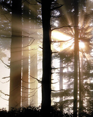 Sticker - USA, Oregon, Jessie Honeyman State Park. Sunburst in forest trees.