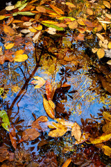 Sticker - USA, Tennessee, Great Smoky Mountains National Park, Autumn creek reflections