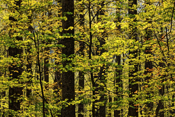 Poster - Spring tree foliage pattern, Great Smoky Mountains, National Park, Tennessee