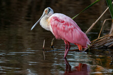 Roseate Spoonbill Wading Among Mangroves, South Padre Island, Texas