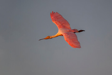 Sticker - Roseate spoonbill in flight, South Padre Island, Texas