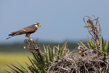 Aplomado Falcon (Falco Femoralis) And Nestling
