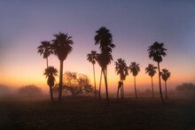 Palm Trees At Sunrise On Texas Coast