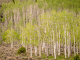 Fototapeta Sypialnia - Aspen trees, spring, ancient Pando clone (estimated to be 80,000 years old), Fishlake National Forest, Utah
