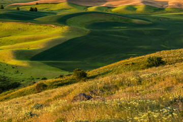 Poster - Steep slope and rolling farm landscape, from Steptoe Butte State Park, Palouse region of eastern Washington.