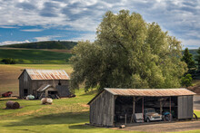 Barn And Old Shed Among Rolling Fields Of Wheat, Palouse Region Of Eastern Washington.