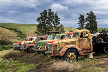 Row Of Colorful Old Trucks, Palouse Region Of Eastern Washington.