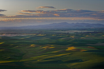 Wall Mural - Expansive sunrise view of endless rolling hills of crops in the Palouse, from elevated position, Steptoe Butte State Park, Washington State