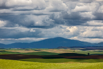 Wall Mural - Light and shadow on rolling wheat fields, Palouse region of eastern Washington.