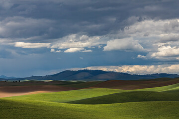 Sticker - Light and shadow on the rolling hills of wheat crops, Palouse region of eastern Washington.