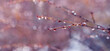 © Volodymyr - Raindrops on a bare branch in the spring during the melting snow