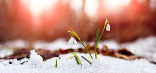 Canvas Print - White snowdrops in the woods in the snow during sunset