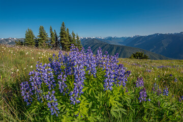 Canvas Print - USA, Washington State, Olympic National Park. Lupine flowers in mountain meadow.