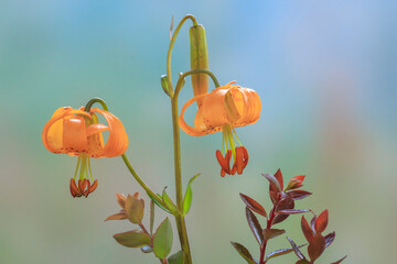 Wall Mural - USA, Washington State, Dewatto. Tiger lily flowers.