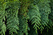 USA, Washington State, Seabeck. Western red cedar bough close-up.