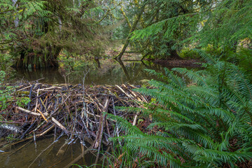 Canvas Print - USA, Washington State, Seabeck. Newly constructed beaver dam in Guillemot Cove Nature Reserve.