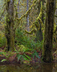 Sticker - USA, Washington State, Seabeck, Guillemot Cove Nature Reserve. Moss-covered trees in autumn.