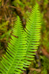 Canvas Print - Makah Indian Reservation, Neah Bay, Washington, USA. Deer Fern looks vaguely like sword fern, but the leaflets are attached to the leaf axis all along their bases.