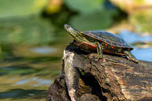 Issaquah, Washington, USA. Western Painted Turtle Sunning On A Log In Lake Sammamish State Park.