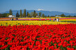 USA, Washington State, Mt. Vernon. Fields with rows of red and yellow tulips, Skagit Valley Tulip Festival. Mount Baker in the background.
