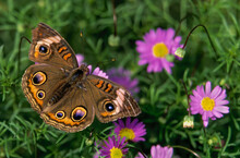 Washington State, Seattle. Butterfly, Buckeye, Feeding On Swan River Daisies