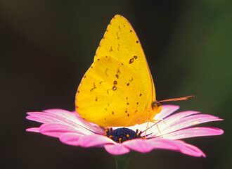 Canvas Print - Washington State, Seattle. Butterfly, Cloudless Sulphur, standing on African Daisy