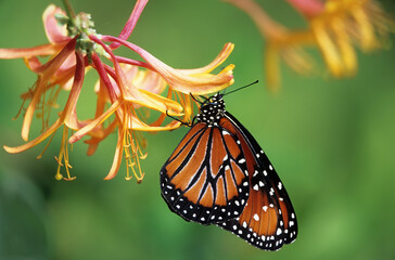 Canvas Print - Washington State, Seattle. Butterfly, Queen, resting on Spider flower