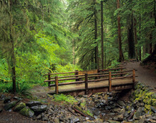 Washington State, Olympic National Park, Sol Duc Valley, Rainforest With Trail And Bridge Over Stream