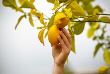 A Human Hand Plucking A Lemon From A Branch