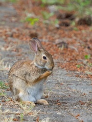 Poster - Washington State. Eastern cottontail grooming