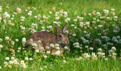 Canvas Print - Washington State. Eastern cottontail sitting in clover