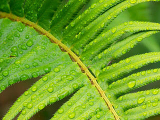 Sticker - Washington State. Western sword fern