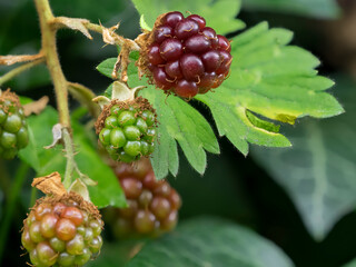 Poster - Washington State. Himalayan blackberry berries