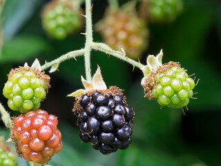 Wall Mural - Washington State. Himalayan blackberry berries