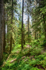 Sticker - Primeval Forest, Quinault River Trail, Olympic National Park, Washington State