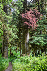 Sticker - Red Conifer Branch and Trail, Quinault River Trail, Olympic National Park, Washington State