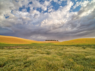 Wall Mural - USA, Washington State, Palouse. Flowers Blooming at harvest time with large clouds