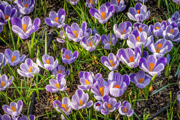 Wall Mural - Blue, purple, white Crocuses blooming, Bellevue, Washington State. First flower of spring