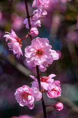 Canvas Print - Pink peach blossom flowering, Bellevue, Washington State.