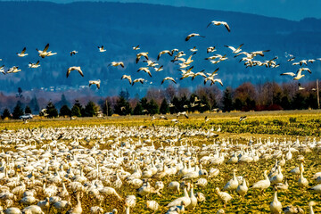 Wall Mural - Snow geese flying, Skagit Valley, Washington State.