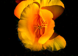 Poster - Golden yellow California Poppy blooming. Native and official State Flower of California