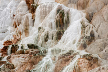 Canvas Print - Colorful bacteria on the terraces of Mammoth Hot Springs, Yellowstone National Park, Wyoming.