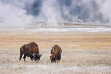 Sticker - American Bison, Bison bison grazing in autumn meadow with light dusting of snow, Yellowstone National Park, Wyoming