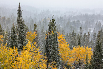 Canvas Print - Autumn aspen gold colors and early snowfall, Grand Teton National Park, Wyoming