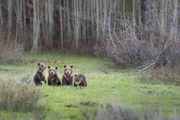 Sticker - USA, Wyoming, Grand Teton National Park. Four grizzly bear cubs in meadow.