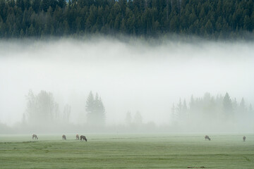 Sticker - USA, Wyoming, Buffalo Valley. Rocky Mountain elk graze on foggy morning.