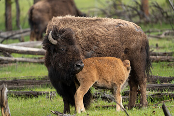 Poster - USA, Wyoming, Yellowstone National Park. Cow bison nursing her new calf.