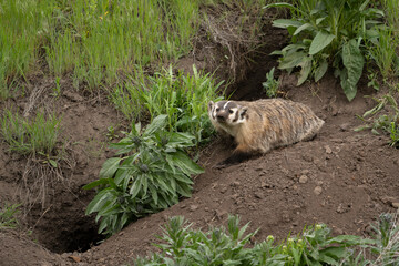 Canvas Print - USA, Wyoming, Yellowstone National Park. American badger female at den site.