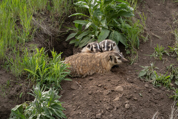 Canvas Print - USA, Wyoming, Yellowstone National Park. American badger female with kits at den site.